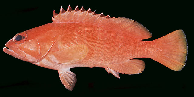 Epinephelus fasciatus