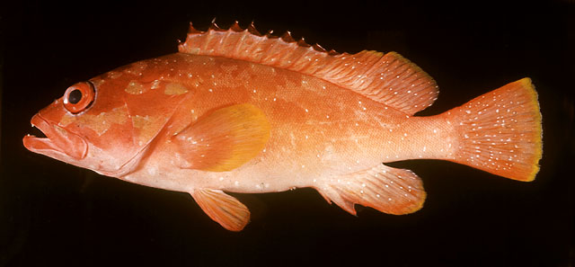 Epinephelus fasciatus