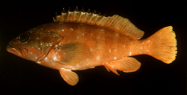 Epinephelus fasciatus