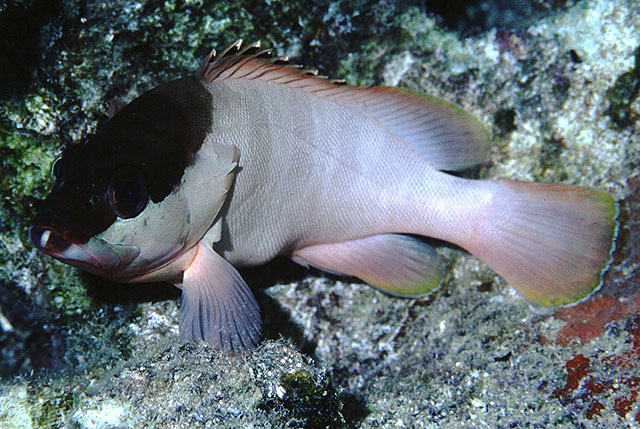 Epinephelus fasciatus