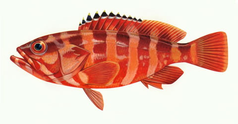 Epinephelus fasciatus