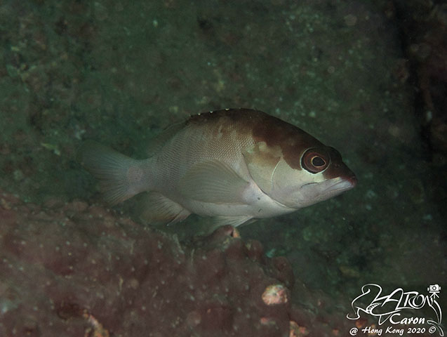 Epinephelus fasciatus