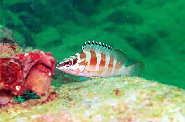 Epinephelus fasciatus