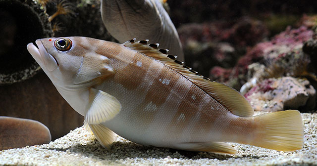 Epinephelus fasciatus