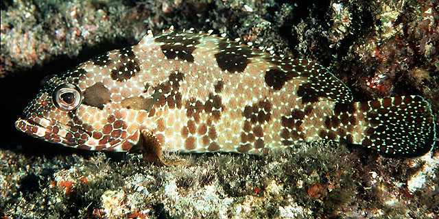 Epinephelus hexagonatus