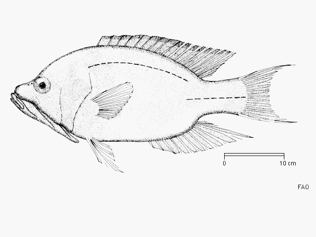 Epibulus insidiator