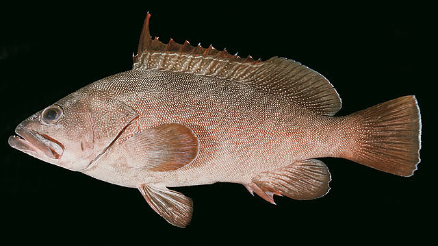 Epinephelus irroratus