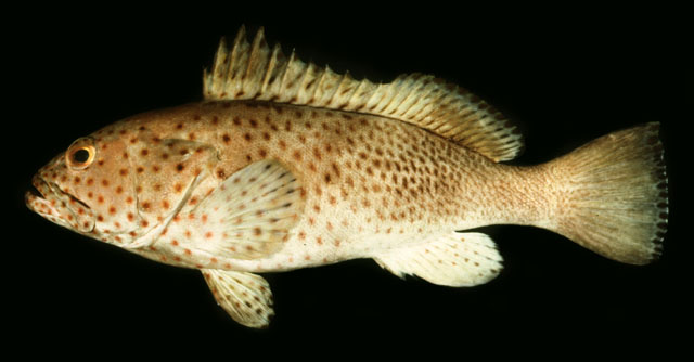 Epinephelus longispinis