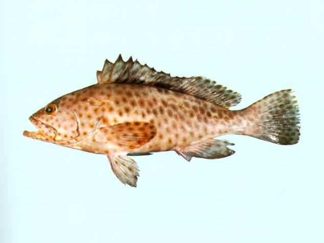 Epinephelus maculatus