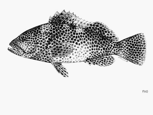 Epinephelus maculatus