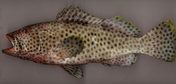 Epinephelus maculatus