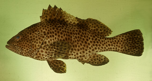 Epinephelus maculatus