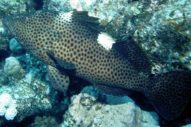 Epinephelus maculatus