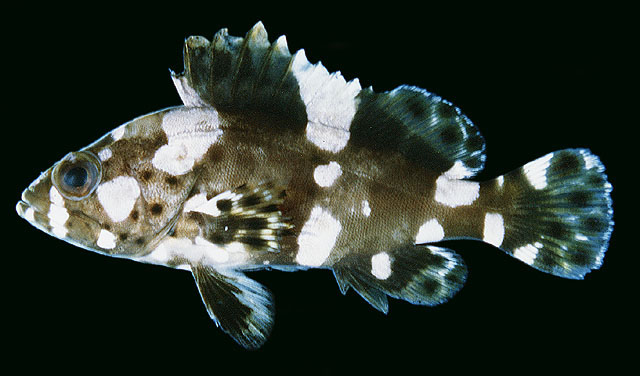 Epinephelus maculatus