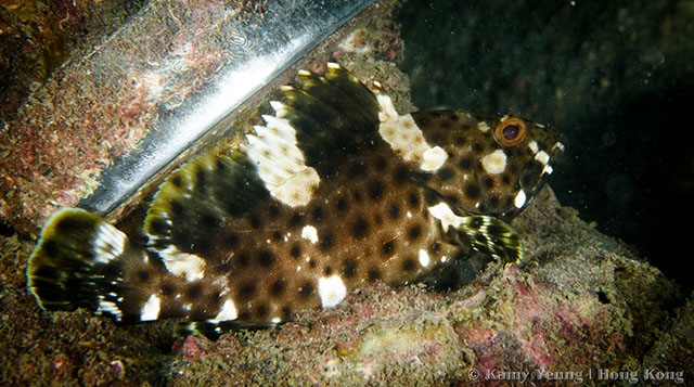 Epinephelus maculatus