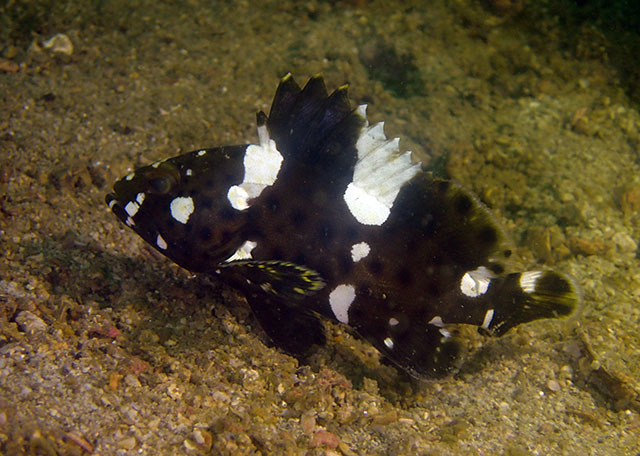 Epinephelus maculatus