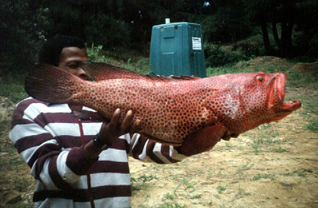 Epinephelus posteli