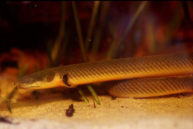 Erpetoichthys calabaricus