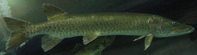 Esox masquinongy