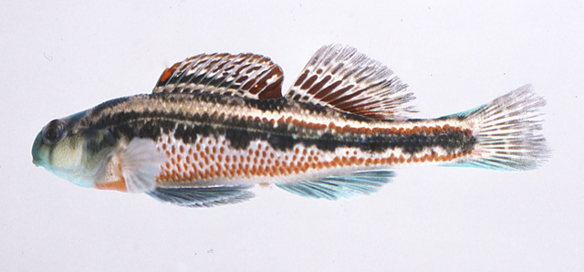 Etheostoma barrenense