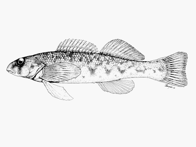 Etheostoma blennioides