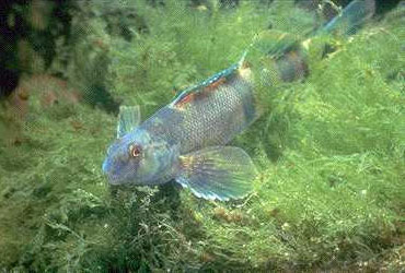 Etheostoma blennioides