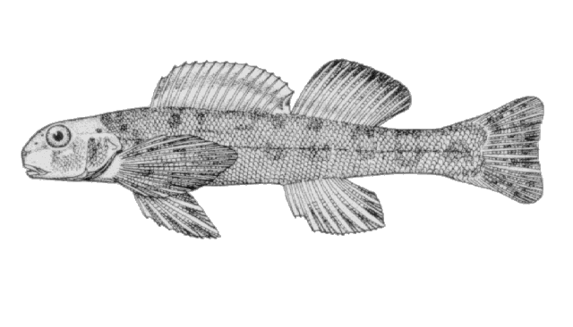 Etheostoma blennioides