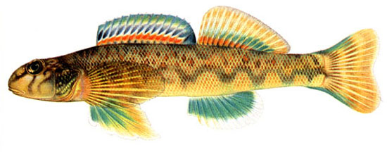 Etheostoma blennioides