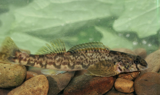 Etheostoma blennioides