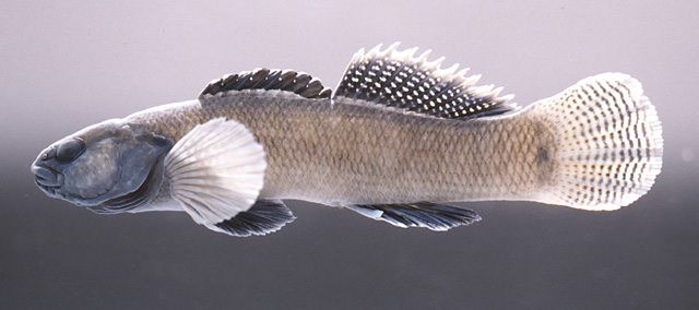 Etheostoma corona