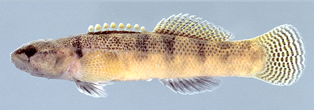 Etheostoma flabellare