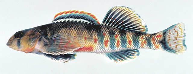 Etheostoma kanawhae