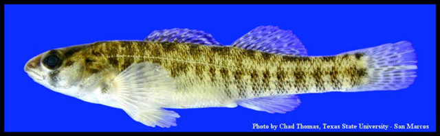 Etheostoma lepidum