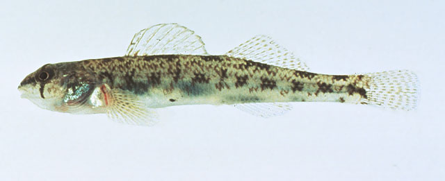 Etheostoma olmstedi