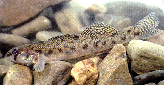 Etheostoma olmstedi