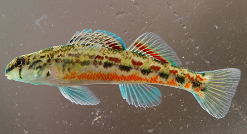 Etheostoma ramseyi