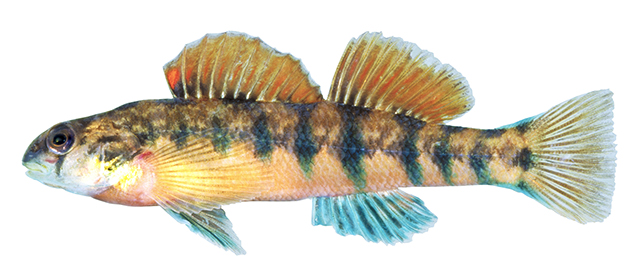 Etheostoma scotti