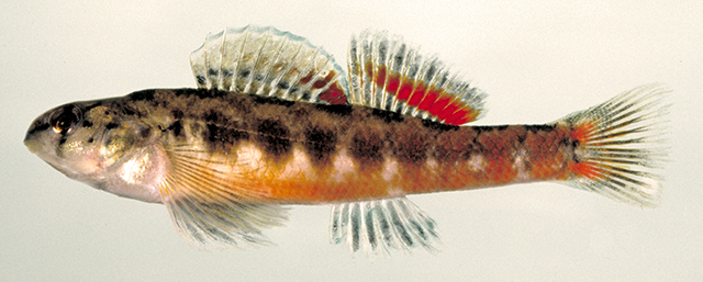 Etheostoma tallapoosae