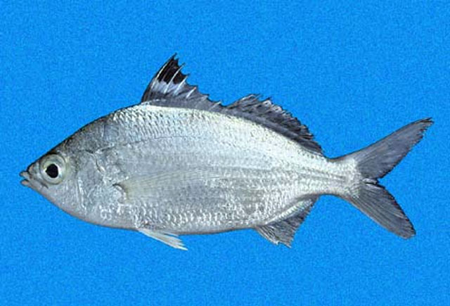 Eucinostomus currani