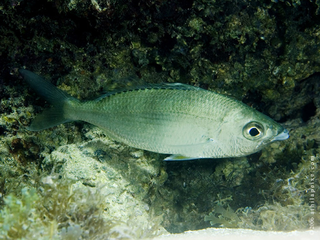 Eucinostomus melanopterus