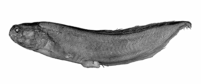 Eusurculus pistillum