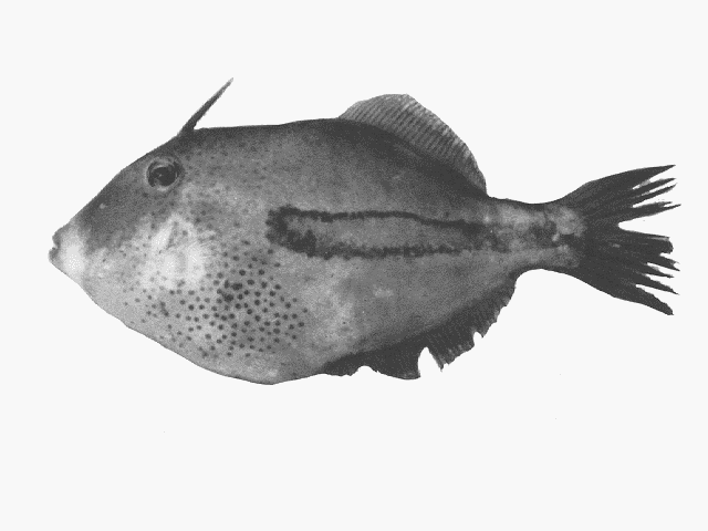 Eubalichthys quadrispinis