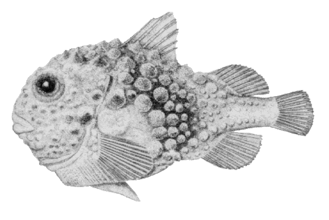 Eumicrotremus spinosus