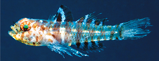 Eviota amphipora