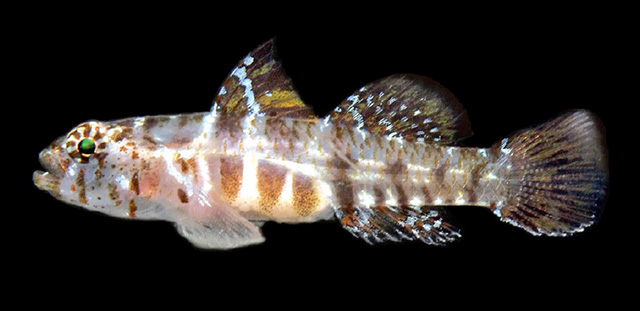 Eviota asymbasia