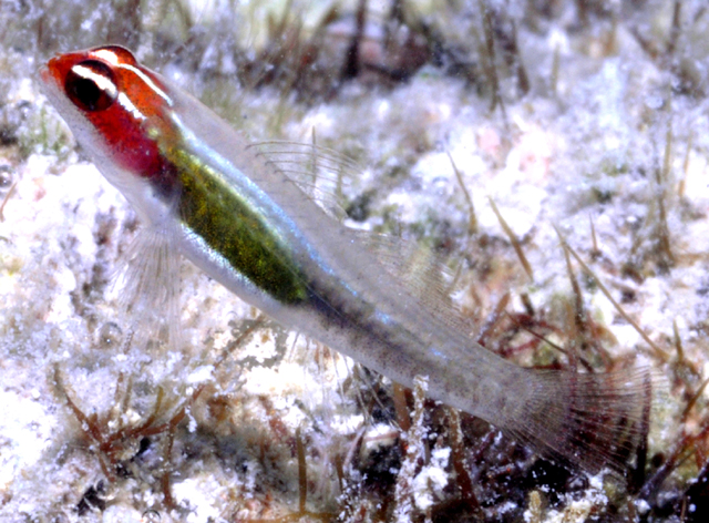 Eviota rubriceps