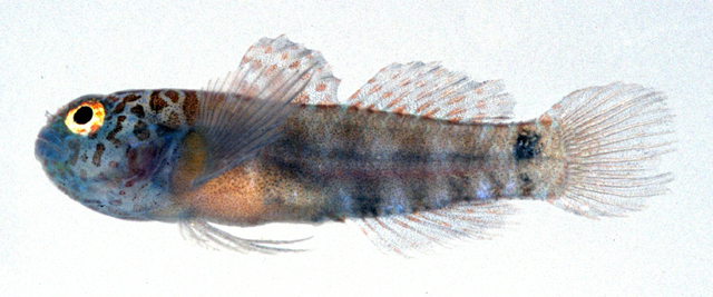 Eviota rubriguttata