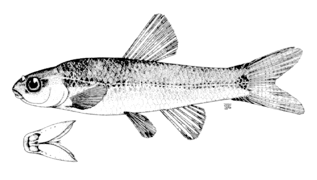 Exoglossum maxillingua