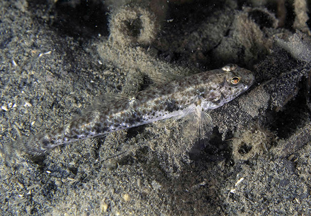 Favonigobius exquisitus