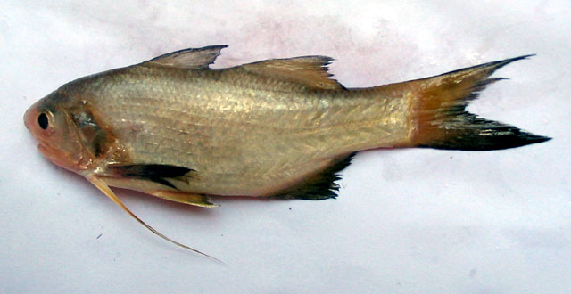 Filimanus heptadactyla